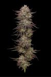 Chicken n' Wafflez Feminised strain by Humboldt Seed Company
