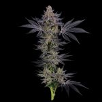 Seedsman Gorilla Runtz Feminised cannabis strain