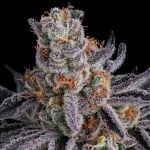 Seedsman Gorilla Runtz Feminised cannabis strain