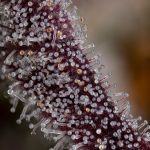 Seedsman Gorilla Runtz Feminised cannabis strain