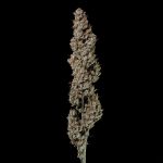 Seedsman Gorilla Runtz Feminised cannabis strain