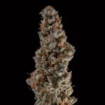 Seedsman Gorilla Runtz Feminised cannabis strain