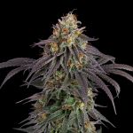 Seedsman Guava Root GMO Feminised cannabis strain