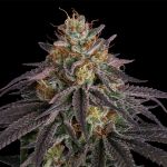 Seedsman Guava Root GMO Feminised cannabis strain