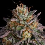 Seedsman Guava Root GMO Feminised cannabis strain