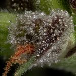 Seedsman Guava Root GMO Feminised cannabis strain