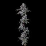 Old Money Feminised strain by Compound Genetics