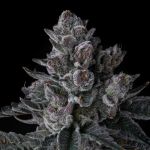Old Money Feminised strain by Compound Genetics