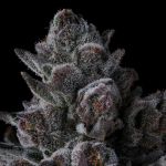 Old Money Feminised strain by Compound Genetics