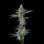 Guwop Green Feminized Seeds