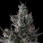 Guwop Green Feminised strain by Compound Genetics