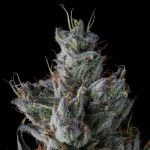 Guwop Green Feminised strain by Compound Genetics