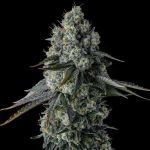Chem 51 Feminised Seeds by Compound Genetics