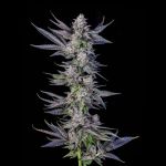 Runtz Carlton Feminized
