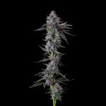 Chrome Dome Feminized Seeds