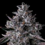 Chrome Dome Feminised strain by Compound Genetics