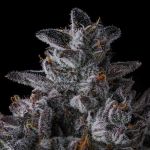Chrome Dome Feminised strain by Compound Genetics