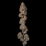 Seedsman Guava Root GMO Feminised cannabis strain