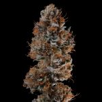 Seedsman Guava Root GMO Feminised cannabis strain