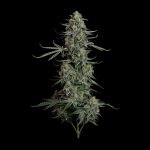 Seedsman Blue Dream Auto cannabis strain