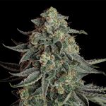 Seedsman Blue Dream Auto cannabis strain