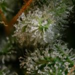 Seedsman Blue Dream Auto cannabis strain