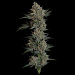 Seedsman Gelato 41 BX Auto cannabis strain