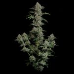 Seedsman Gelato 41 BX Auto cannabis strain