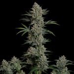 Seedsman Gelato 41 BX Auto cannabis strain