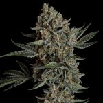 Seedsman Gelato 41 BX Auto cannabis strain