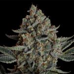Seedsman Gelato 41 BX Auto cannabis strain