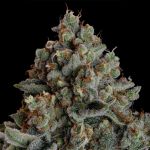 Seedsman Gelato 41 BX Auto cannabis strain