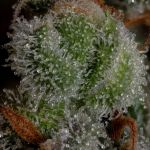 Seedsman Gelato 41 BX Auto cannabis strain