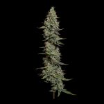 Seedsman Wedding Cake Auto cannabis strain