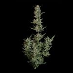 Seedsman Wedding Cake Auto cannabis strain