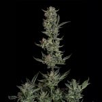 Seedsman Wedding Cake Auto cannabis strain