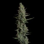 Seedsman Wedding Cake Auto cannabis strain