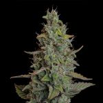 Seedsman Wedding Cake Auto cannabis strain