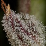 Seedsman Wedding Cake Auto cannabis strain