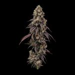Seedsman Ice Cream Cake Fast cannabis strain