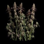 Seedsman Ice Cream Cake Fast cannabis strain