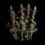 Seedsman Ice Cream Cake Fast cannabis strain