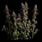 Seedsman Ice Cream Cake Fast cannabis strain