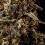 Seedsman Ice Cream Cake Fast cannabis strain