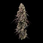 Seedsman Jealousy Fast cannabis strain