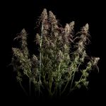 Seedsman Jealousy Fast cannabis strain