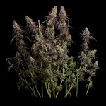 Seedsman Jealousy Fast cannabis strain