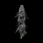 Seedsman Jealousy Fast cannabis strain