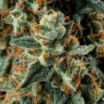 Seedsman Jealousy Fast cannabis strain