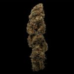 Seedsman Jealousy Fast cannabis strain